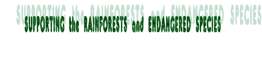 Rainforest Banner Main