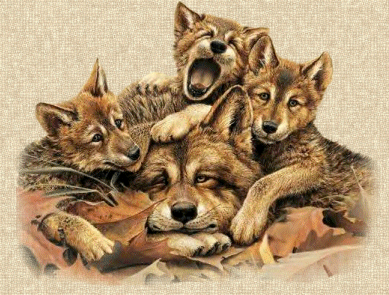 Wolf Family