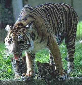 Mom & Cubs