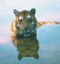 Tiger Water3