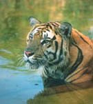 Tiger Water2