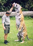 Tiger TALL!