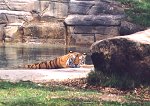 Tiger Water Nap