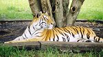 Tiger Relax