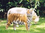 Tiger Pair