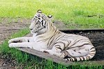 White Bengal