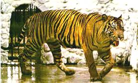 Javan Tiger