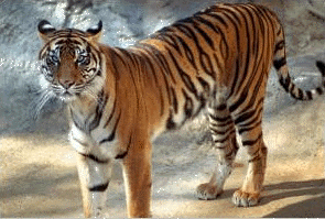 Sumatran Tiger