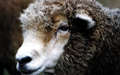 Click here to read the tragic abuse of a real lamb named Hilda!