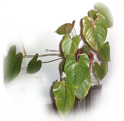 Image of Anthurium andreanum