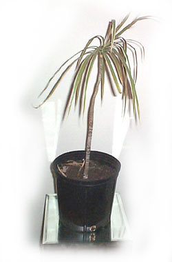 Image of Dracaena marginata