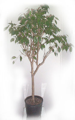 Image of Ficus benjamina