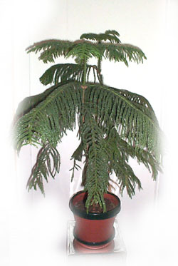 Image of Norfolk Island Pine