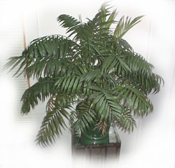 Image of parlor palm