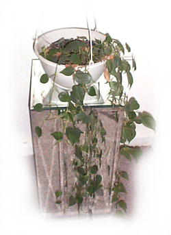 Image of Philodendron scandens