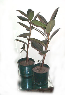 Image of Ficus elastica