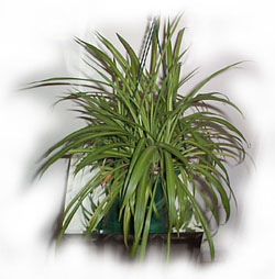 Image of spider plant