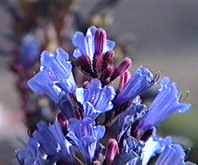 Echium gentianoides