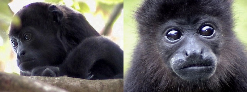 Mantled Howling Monkeys