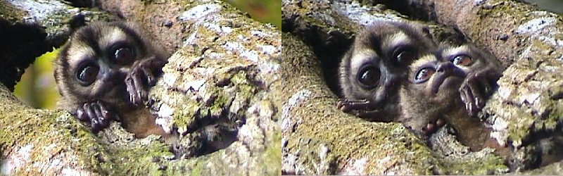 two owl monkeys peeking out from a tree hole