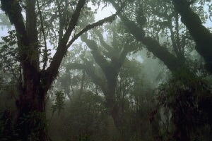 A view of a misty mountain forest.