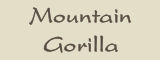 Mountain Gorilla