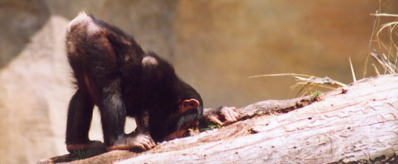 a young chimp looking into a log