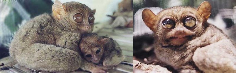 Philippine Tarsiers