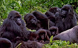 A group of mountain gorillas resting in tall grass.