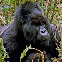 An adult male (silverback) Mountain Gorilla.