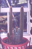 cleistocactuscollection.jpg