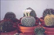 discocactusaraniespinusflower2.jpg