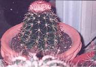 melocactuscurvispinus.jpg