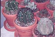 melocactusdiuarensis.jpg