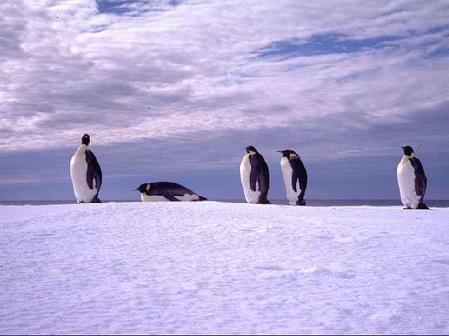 Emperor penguin