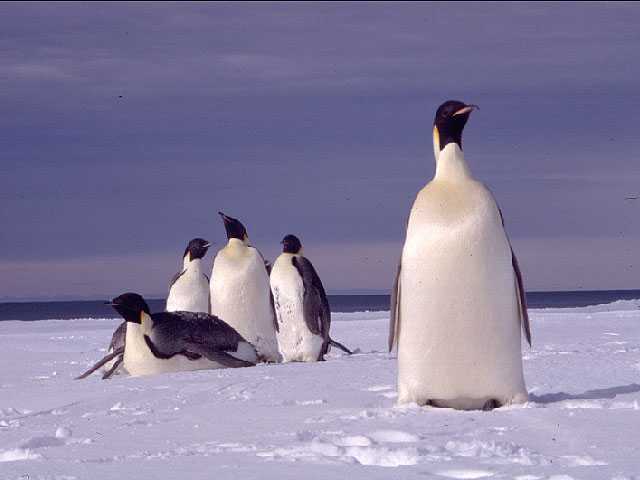 Emperor penguin