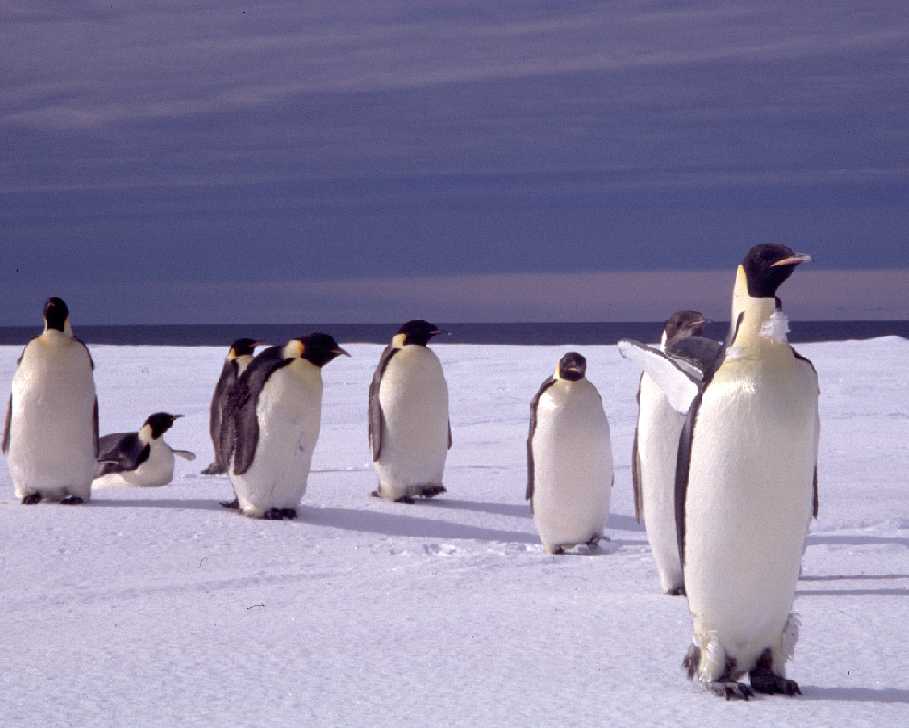 Emperor penguin