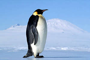 Emperor penguin