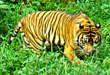 Sumatran tiger