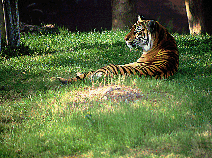 tiger laying in grass