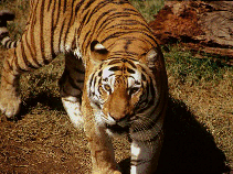 tiger