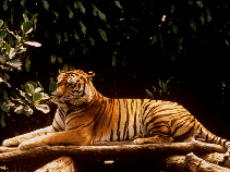 tiger sitting