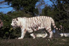 white tiger