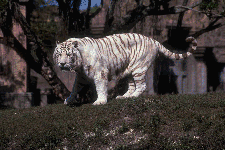 white tiger