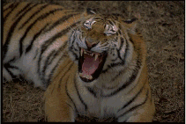 tiger yawning