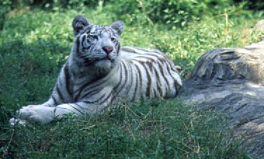 Bengal tiger