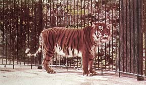 EXTINCT Caspian tiger