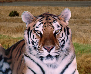 Siberian tiger