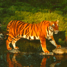 South China tiger