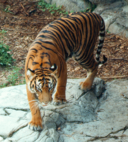 Sumatran tiger